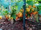 [Ouddict.com] Gardening