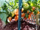 [Ouddict.com] Gardening