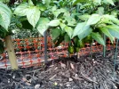 [Ouddict.com] Gardening