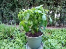 [Ouddict.com] Gardening