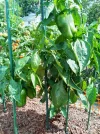 [Ouddict.com] Gardening