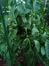 [Ouddict.com] Gardening