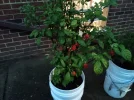 [Ouddict.com] Gardening