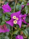 [Ouddict.com] Gardening