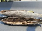[Ouddict.com] Gardening