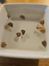 [Ouddict.com] Gardening