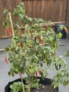 [Ouddict.com] Gardening