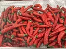 [Ouddict.com] Gardening