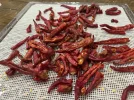 [Ouddict.com] Gardening