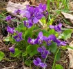 [Ouddict.com] Gardening