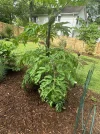 [Ouddict.com] Gardening