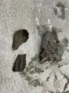 [Ouddict.com] Incense of the Day