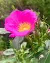 [Ouddict.com] Gardening