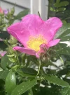 [Ouddict.com] Gardening