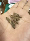 [Ouddict.com] Oud Photos