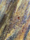 [Ouddict.com] Oud Wood