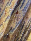 [Ouddict.com] Oud Wood