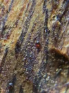 [Ouddict.com] Oud Wood