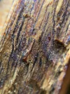 [Ouddict.com] Oud Wood