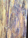[Ouddict.com] Oud Wood