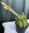 [Ouddict.com] Gardening