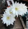 [Ouddict.com] Gardening