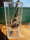 [Ouddict.com] Oud Photos