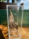 [Ouddict.com] Oud Photos
