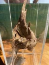[Ouddict.com] Oud Photos