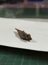 [Ouddict.com] Oud Photos