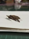 [Ouddict.com] Oud Photos