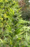[Ouddict.com] Gardening