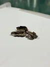 [Ouddict.com] Oud Photos