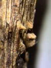 [Ouddict.com] Oud Wood