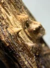 [Ouddict.com] Oud Wood