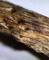 [Ouddict.com] Oud Wood