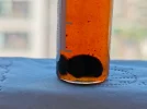 [Ouddict.com] Musk Maceration Pics ; Please Include Region ,ratios,etc