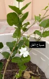 [Ouddict.com] Gardening
