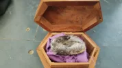[Ouddict.com] What all can one macerate musk in?