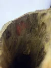 [Ouddict.com] Oud Photos