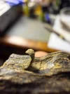 [Ouddict.com] Oud Photos