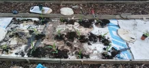[Ouddict.com] Gardening
