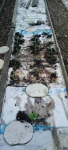 [Ouddict.com] Gardening