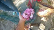 [Ouddict.com] Rose Pricing
