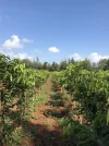 [Ouddict.com] Kyara/Kynam: IS IT REALLY OUD?