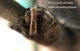 [Ouddict.com] Kyara/Kynam: IS IT REALLY OUD?