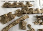 [Ouddict.com] Kyara/Kynam: IS IT REALLY OUD?