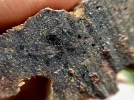 [Ouddict.com] Kyara/Kynam: IS IT REALLY OUD?