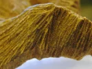 [Ouddict.com] Oud Wood