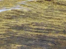 [Ouddict.com] Oud Wood